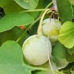 Ginkgo biloba Fruit