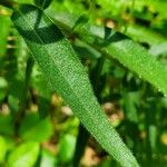 Lithospermum canescens Blad