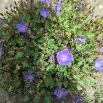 Campanula carpaticaFlower