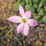 Ipheion uniflorum Flor