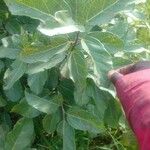 Ficus sur Hoja