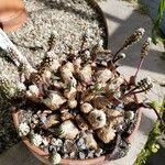 Drimiopsis burkei Хабит