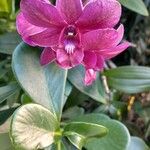 Cattleya wittigiana Λουλούδι