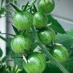 Solanum lycopersicum Fruit