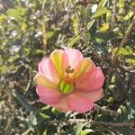 Passiflora mixta फूल