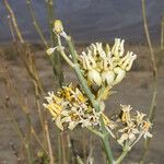 Asclepias subulata Λουλούδι