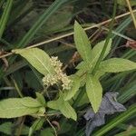 Penthorum sedoides Habit