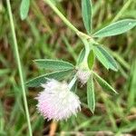 Trifolium arvenseFleur