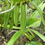 Oeoniella polystachys Levél