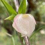 Calochortus albus Кветка