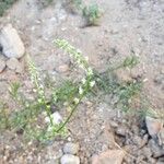 Sesamoides purpurascens 花