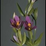 Zeltnera venusta Flor