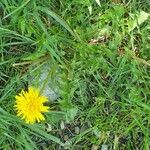 Taraxacum cucullatiforme 形態