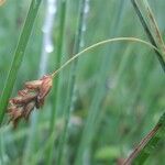 Carex limosa Cvet