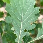 Quercus pubescens Feuille