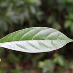 Tabernaemontana persicariifolia Leaf