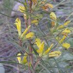 Pedicularis angustifolia Habit