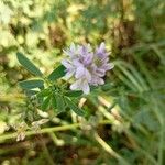 Medicago × variaVirág