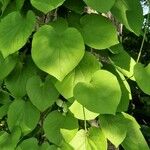 Aristolochia macrophylla Φύλλο