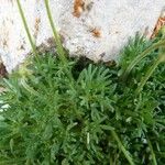 Saxifraga exarata Hoja