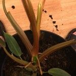 Philodendron mexicanum Écorce