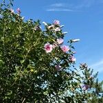 Hibiscus syriacusFlor