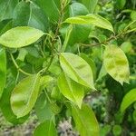 Pyrus communis पत्ता