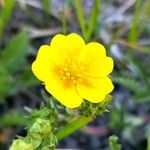 Potentilla gracilis ᱵᱟᱦᱟ