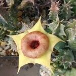 Huernia thuretii