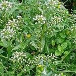 Capsella bursa-pastoris 整株植物