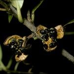 Pittosporum tenuifolium Fruto