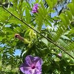 Ipomoea sagittata چھال