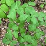 Thapsia nestleri Blatt