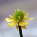 Ranunculus sceleratus Цветок