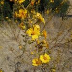 Holocarpha heermannii Flor