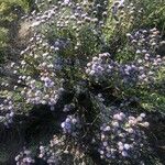 Globularia alypum Habit