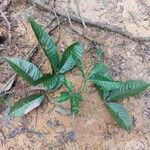 Vitex pinnata Blatt