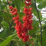 Salvia confertiflora Flower