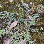 Helianthemum italicum Celota