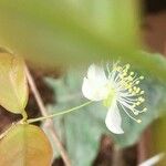 Eugenia uniflora Λουλούδι