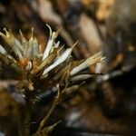 Voyria corymbosa Fruto