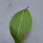 Viburnum prunifolium Leaf