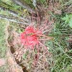 Lycoris radiata Blomst