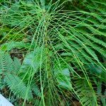 Equisetum telmateia Лист