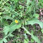Sonchus oleraceus Leaf