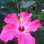 Hibiscus rosa-sinensis 花