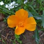 Eschscholzia californica Квітка