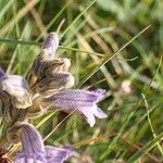 Phelipanche purpurea Flower