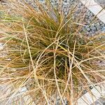 Carex testacea List