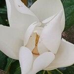 Magnolia virginiana Blüte